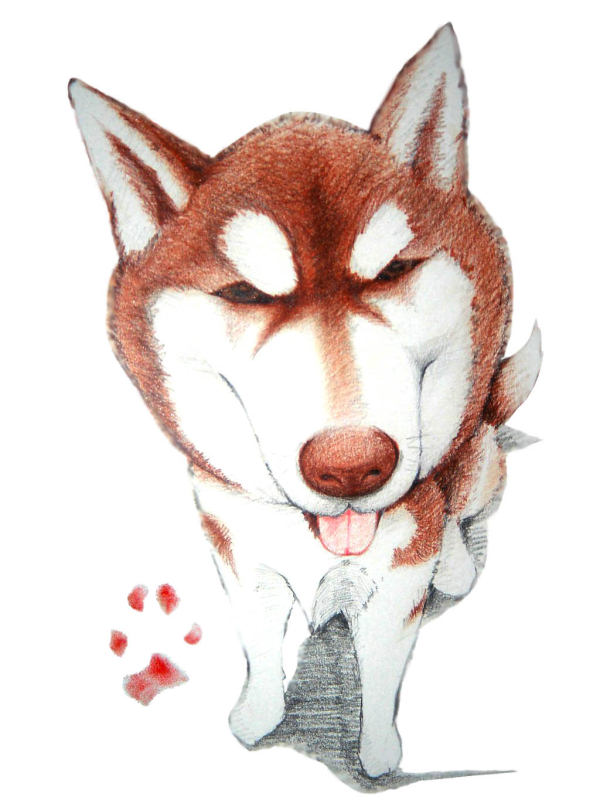 wei：狗...：這是我的愛犬-痞子,用粉彩+色鉛筆畫的,有用phtoshop去背,請大家多多指教