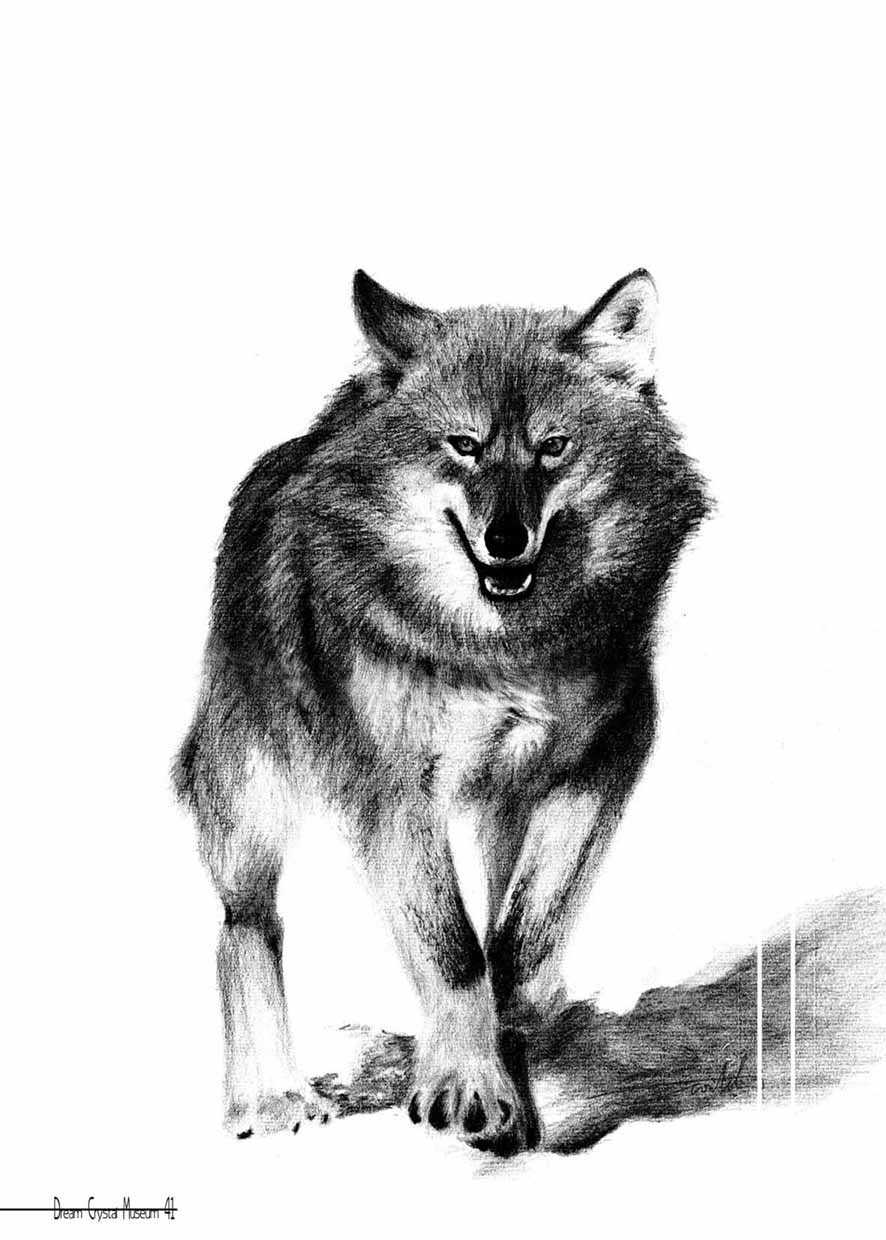 荒原之狼 舊作(1996)： 鉛筆 ,是素描作業，我一直很喜歡畫動物^^,對這張很滿意,所以有改成彩色版